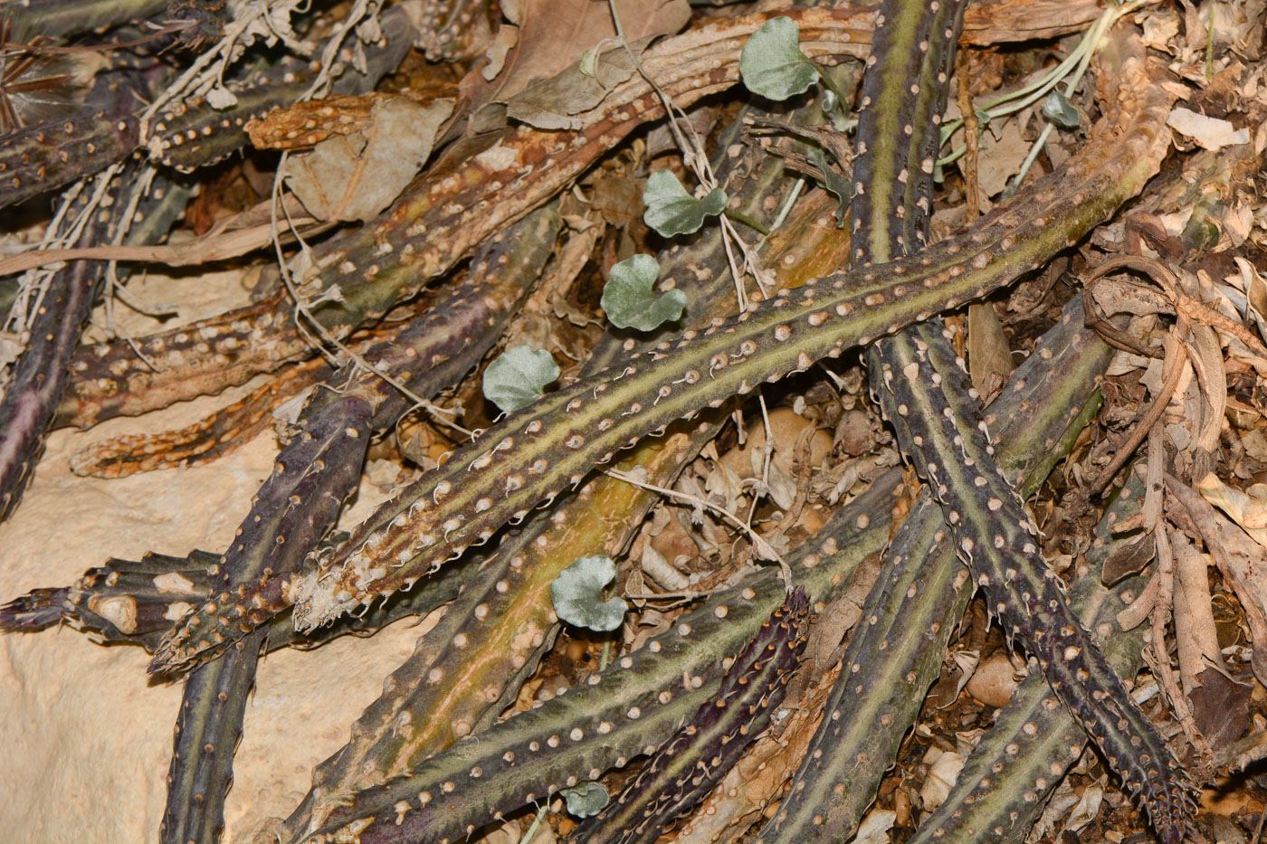 Image of Kleinia stapeliiformis specimen.