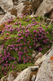 Saxifraga asiatica