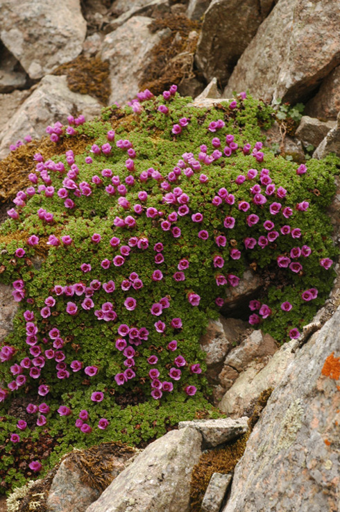 Image of Saxifraga asiatica specimen.