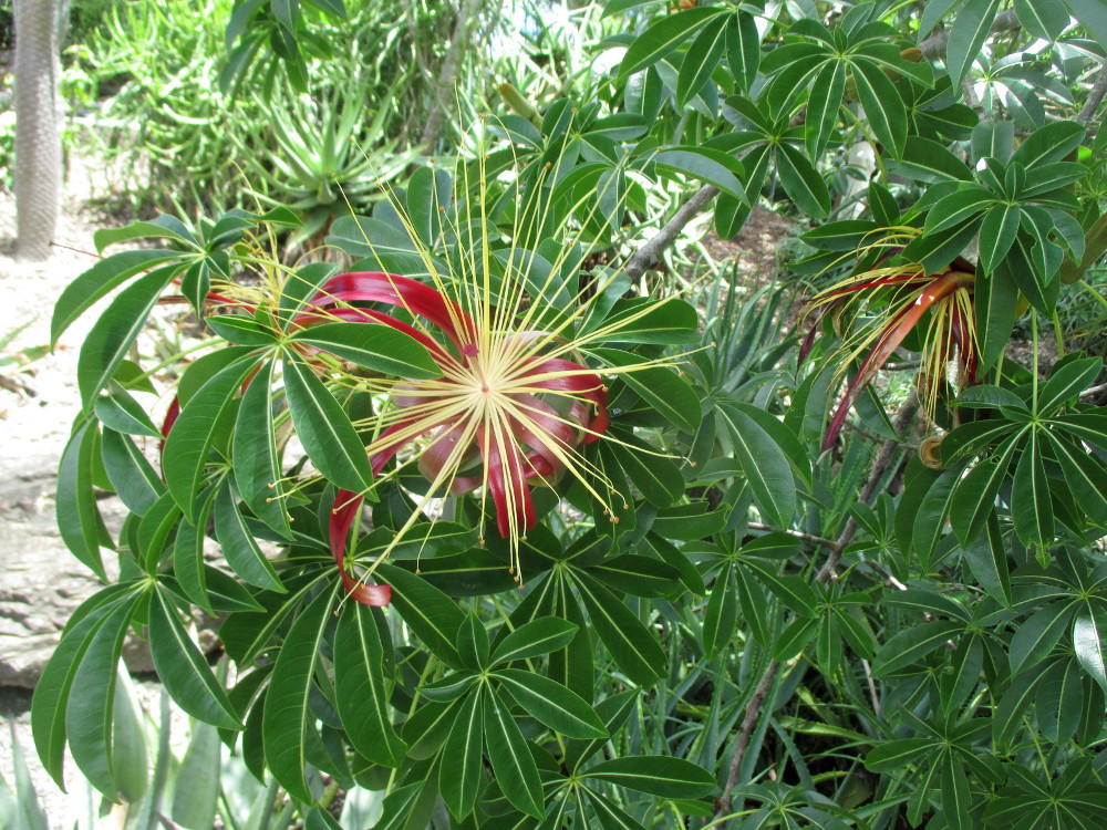 Изображение особи Adansonia madagascariensis.