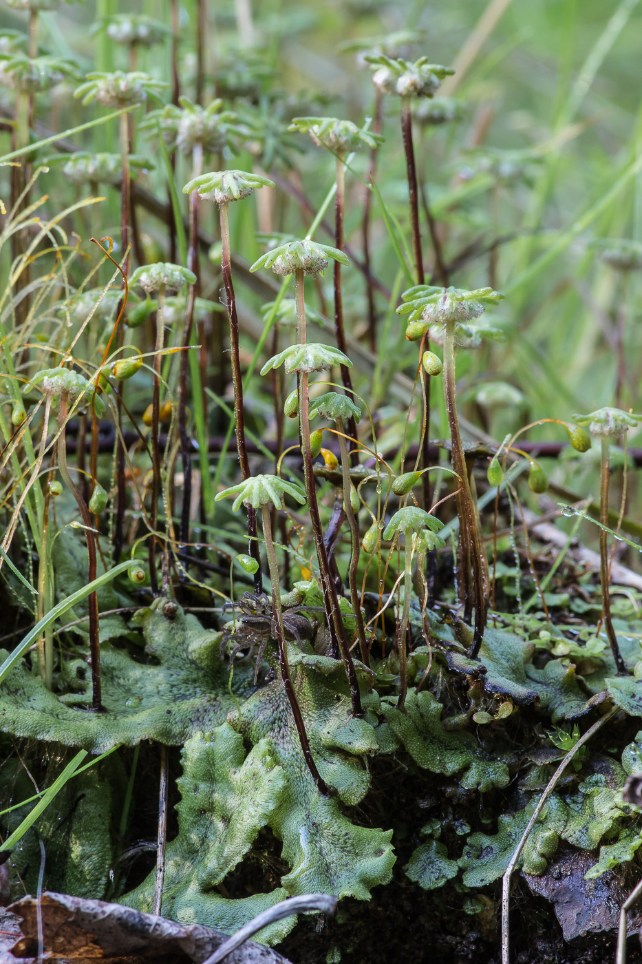 Изображение особи Marchantia polymorpha.