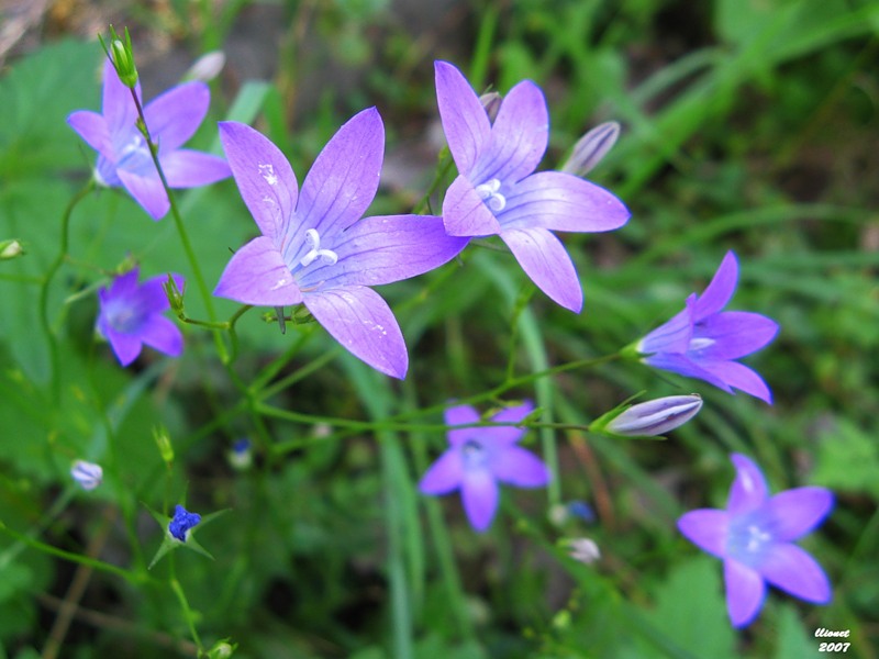 Изображение особи Campanula patula.