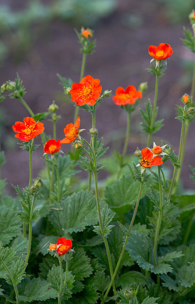 Изображение особи Geum quellyon.