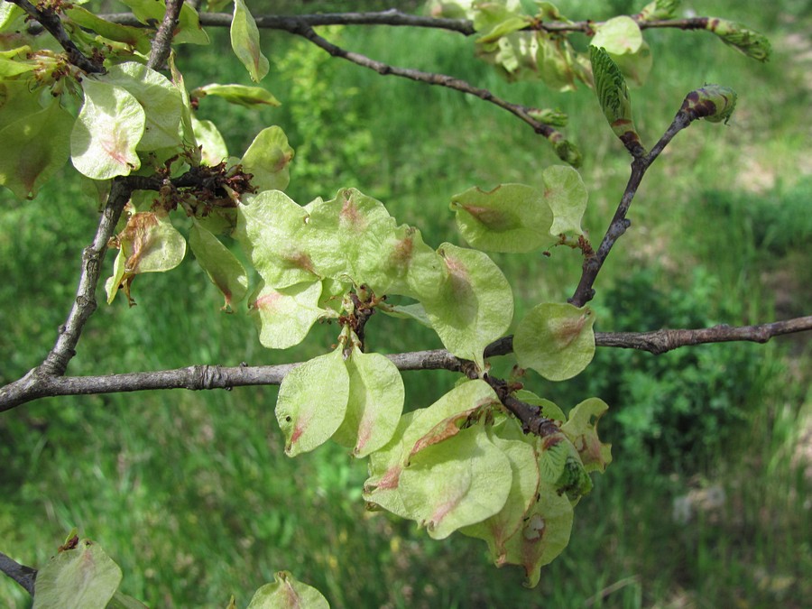 Image of Ulmus minor specimen.