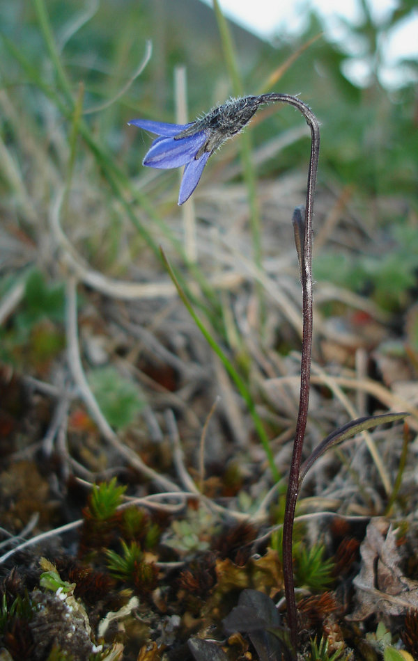 Изображение особи Campanula uniflora.