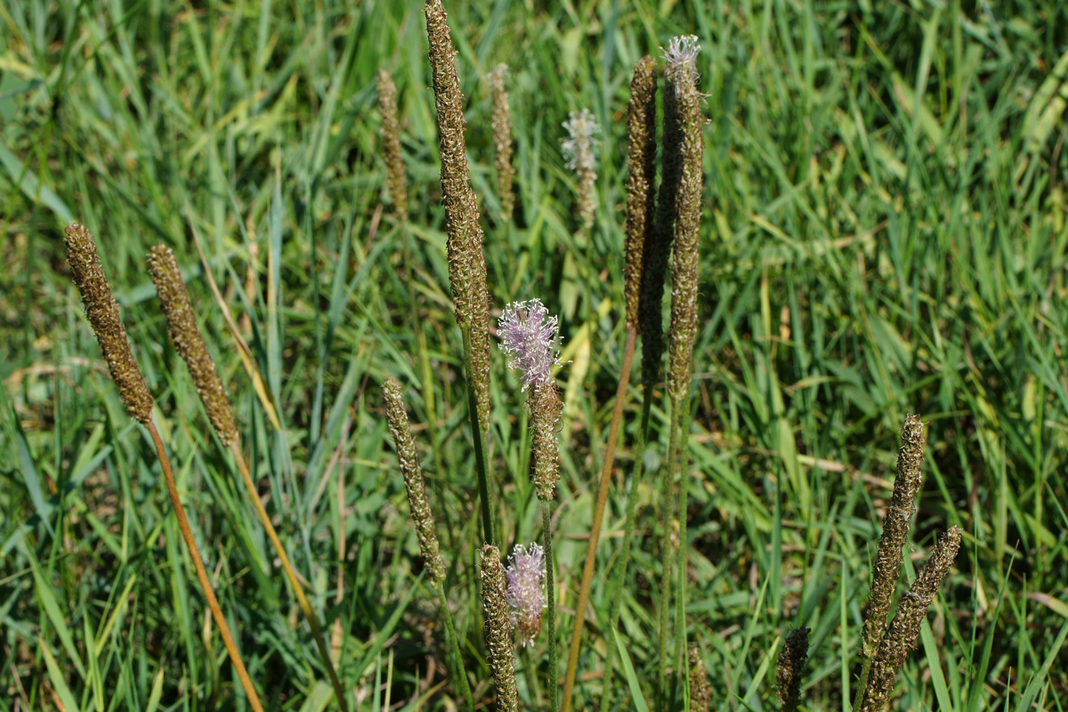 Изображение особи Plantago urvillei.