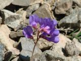 Vicia olchonensis. Соцветие. Иркутская обл., Иркутский р-н, окр. пос. Бол. Голоустное, подножие сопки. 29.05.2017.