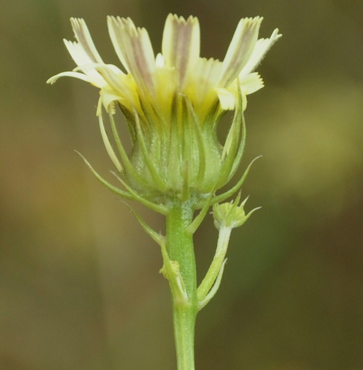 Image of Tolpis umbellata specimen.