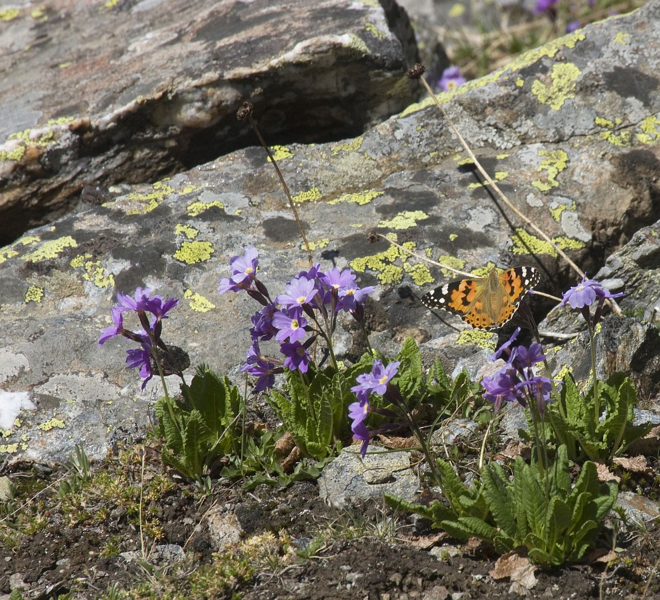 Image of Primula amoena specimen.