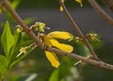 genus Forsythia. Часть ветви с цветком. Пермский край, г. Пермь, Горьковский парк, в озеленении. 25 мая 2018 г.