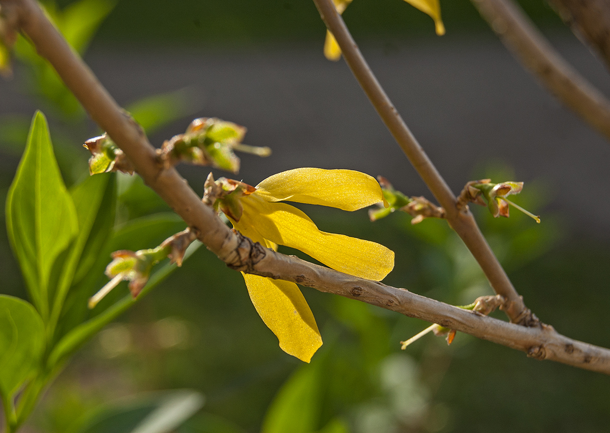 Image of genus Forsythia specimen.