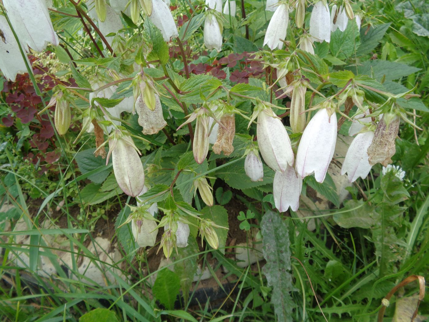 Изображение особи Campanula takesimana.