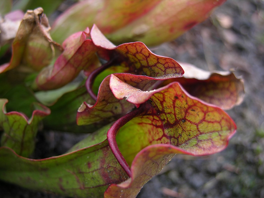 Изображение особи Sarracenia purpurea.