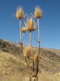 Dipsacus laciniatus. Верхушка плодоносящего растения. Казахстан, Западный Тянь-Шань, Киргизский хр., ущ. Кара-Арча, ≈ 980 м н.у.м., донная часть ущелья у ручья. 22 сентября 2018 г.