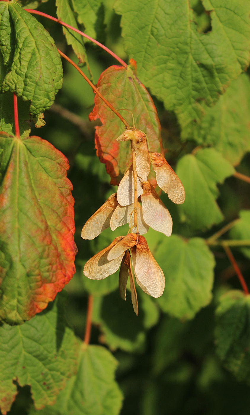 Image of Acer spicatum specimen.