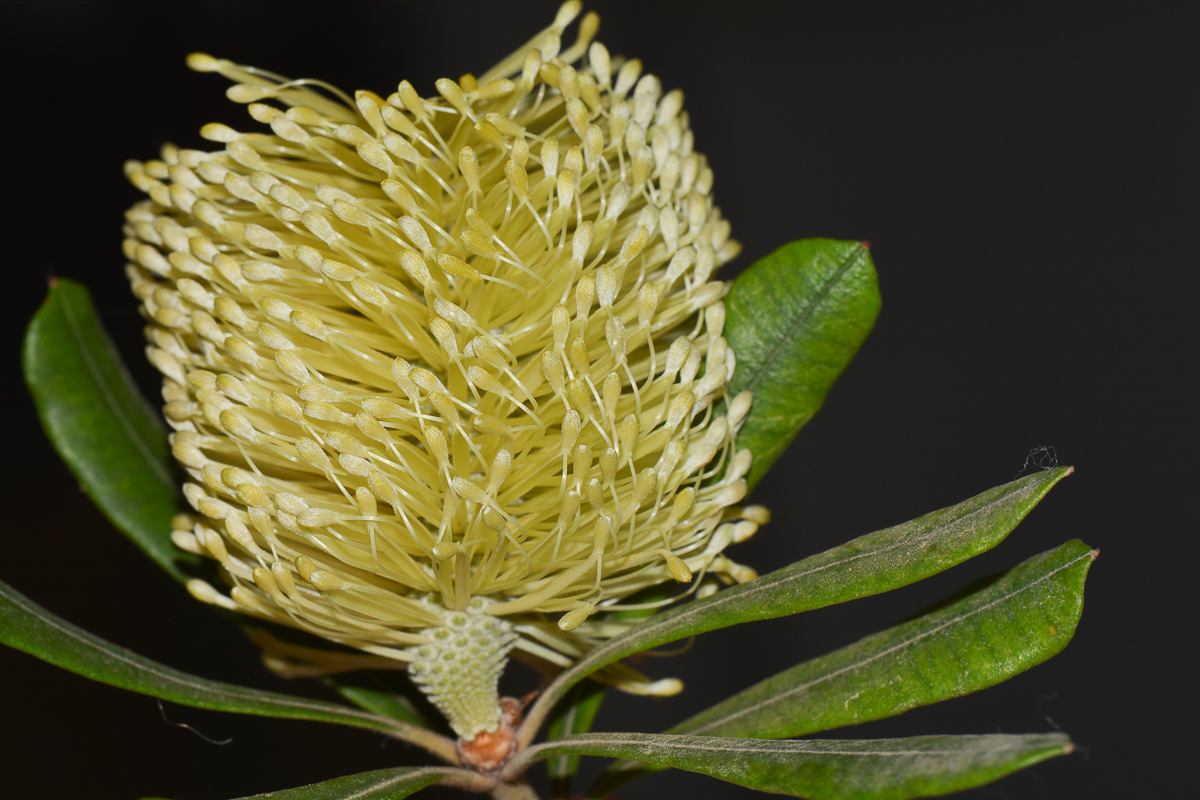 Image of Banksia integrifolia specimen.