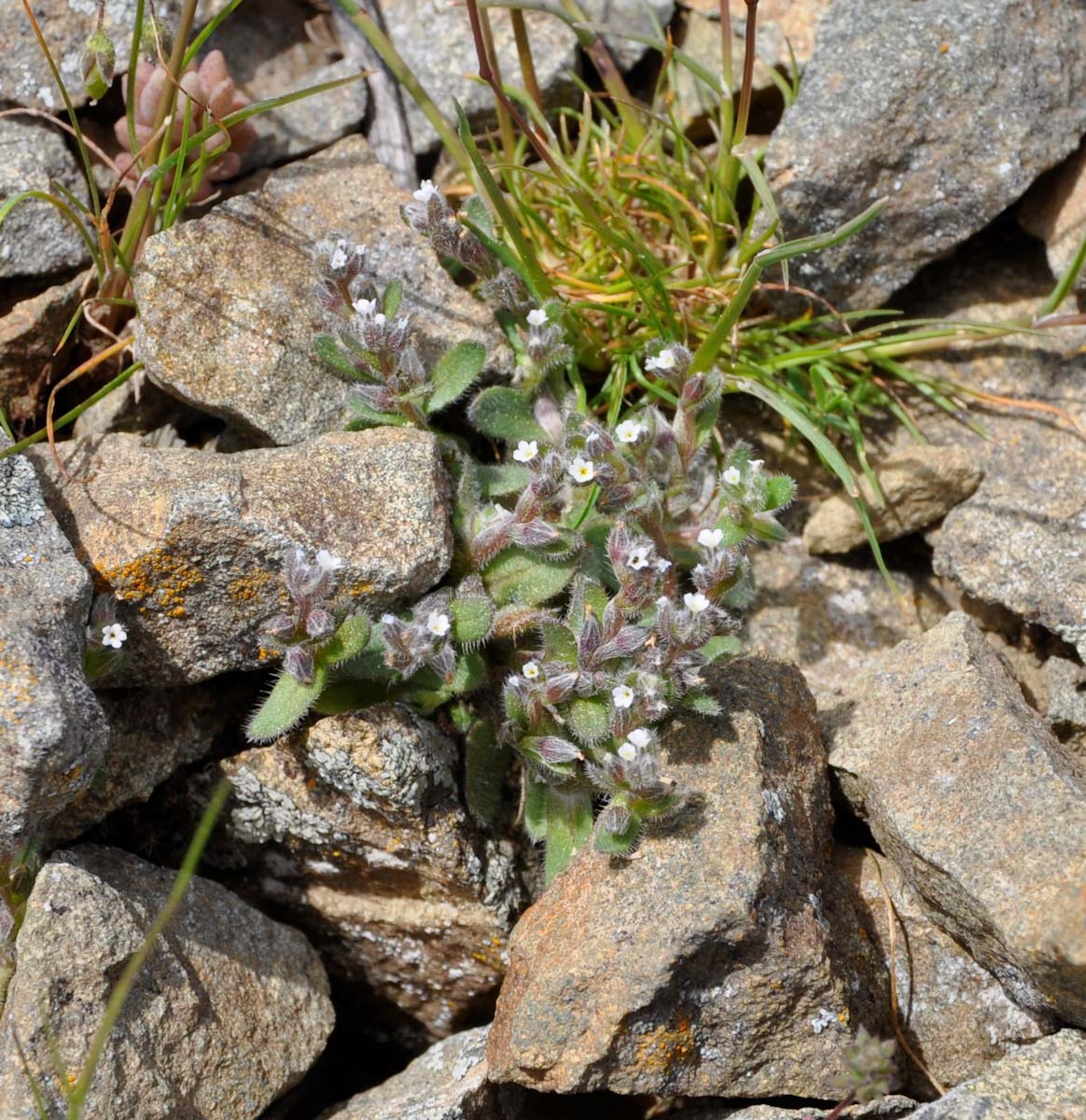 Изображение особи Myosotis pusilla.