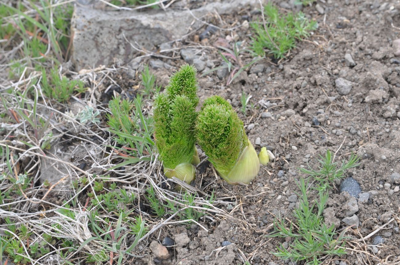 Image of genus Prangos specimen.