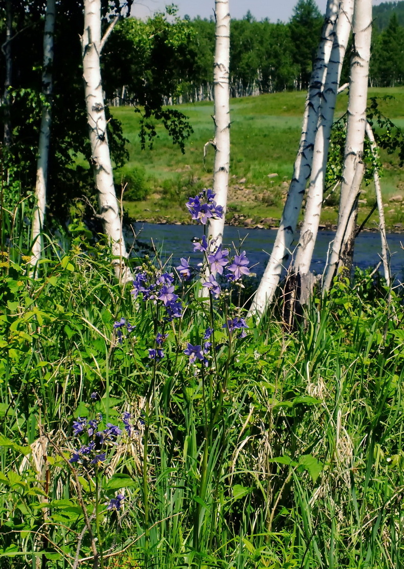 Изображение особи Polemonium chinense.