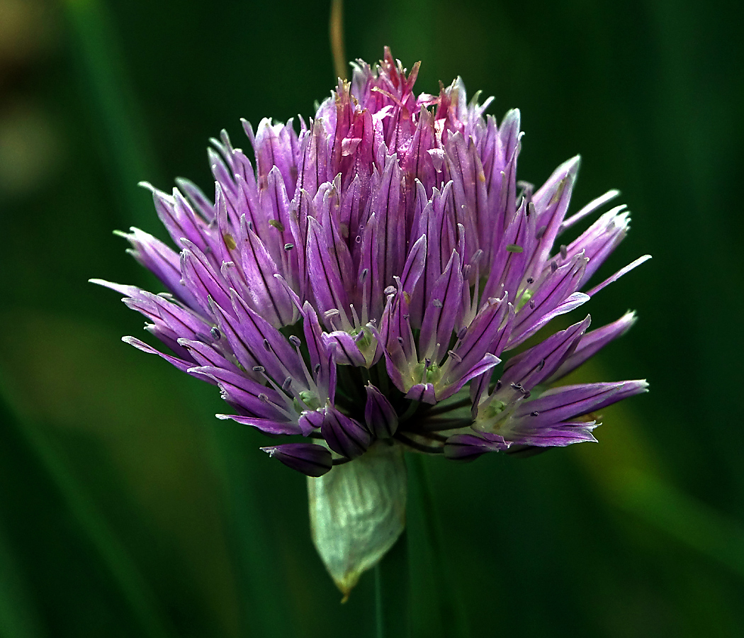 Image of Allium schoenoprasum specimen.