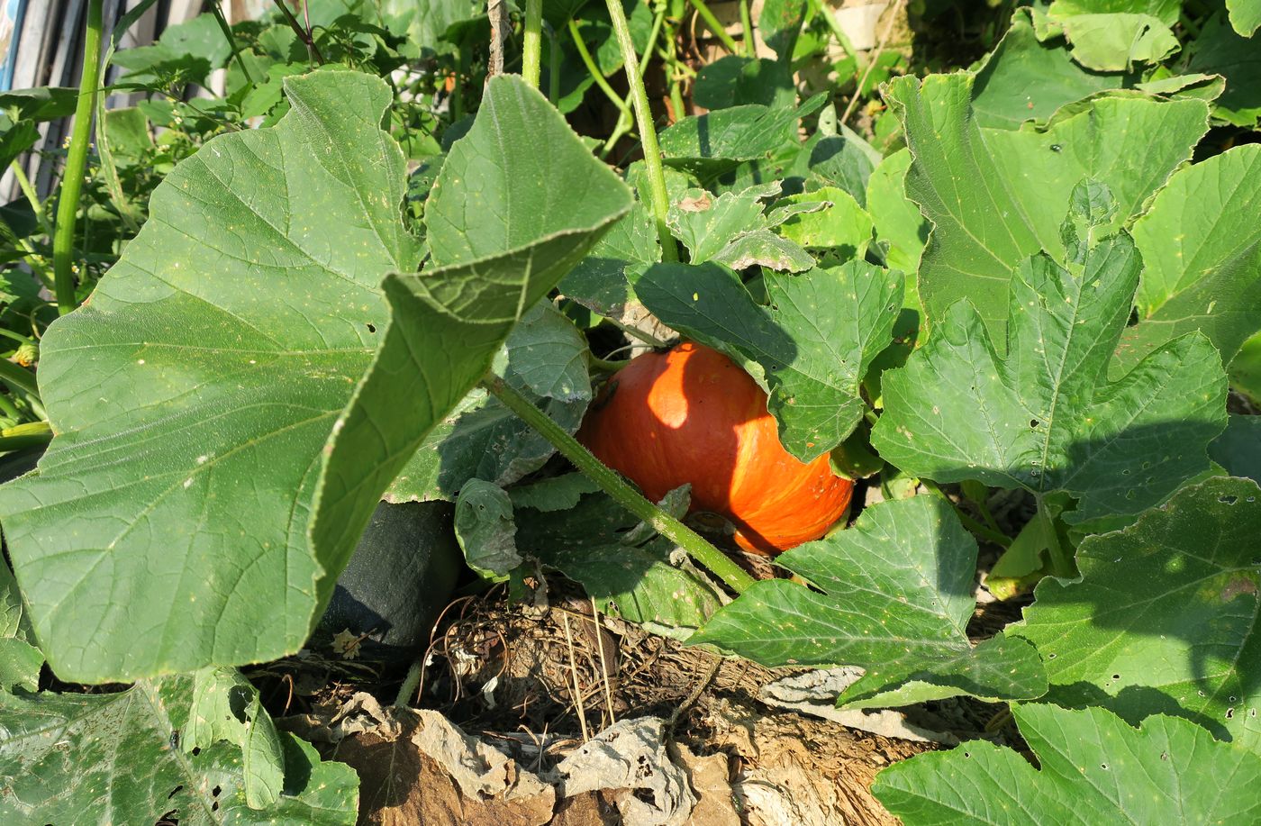 Image of Cucurbita pepo specimen.