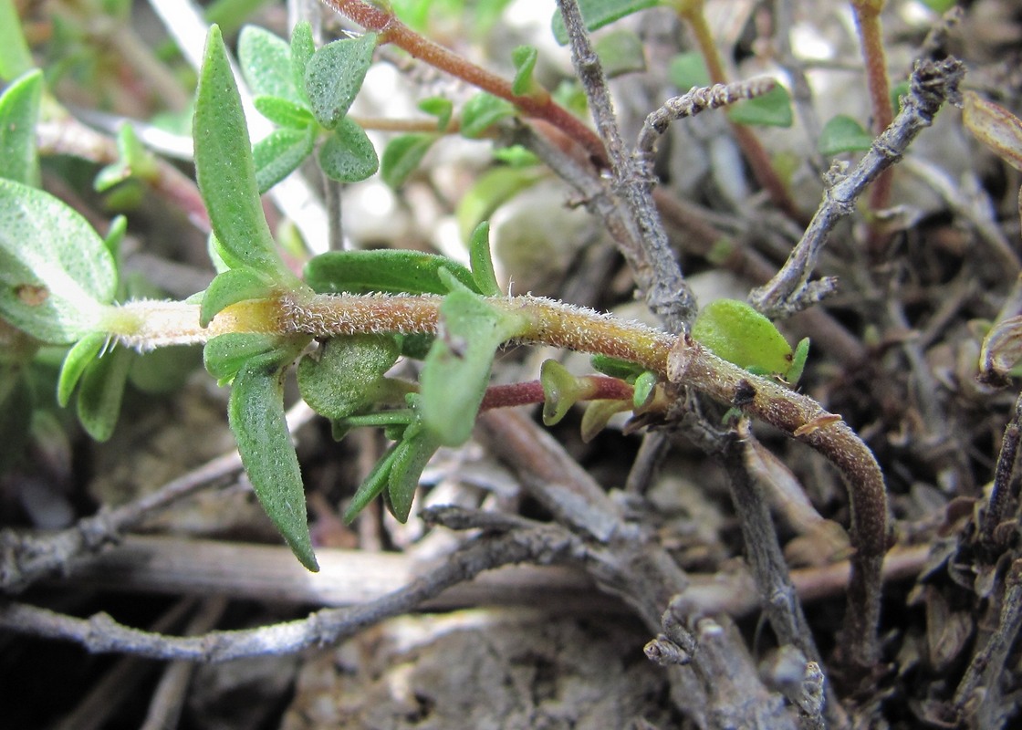 Image of genus Thymus specimen.