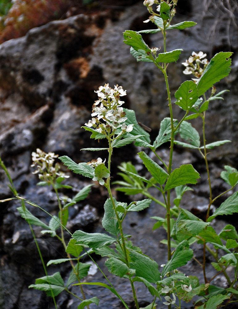 Image of genus Rubus specimen.