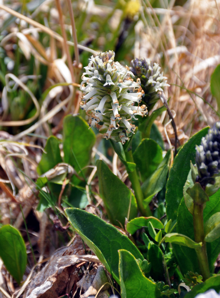 Изображение особи Lagotis integrifolia.