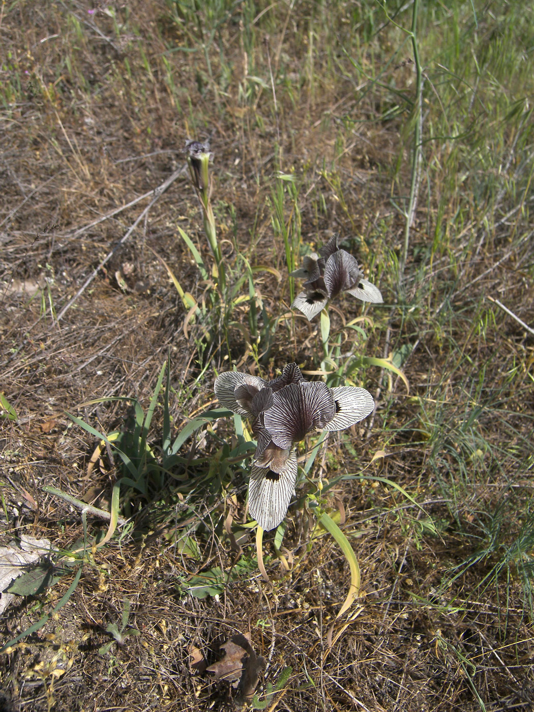 Image of Iris grossheimii specimen.