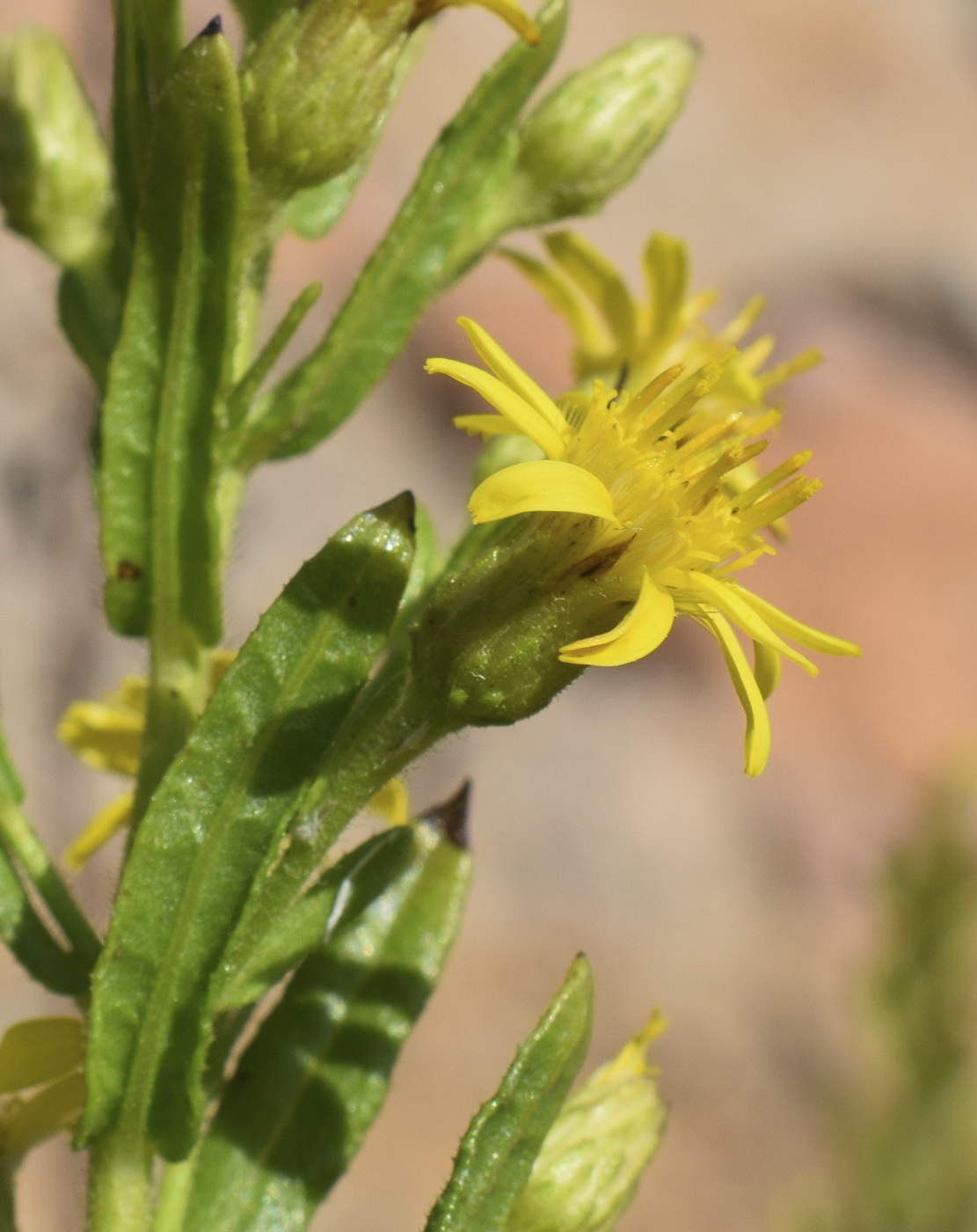 Image of Dittrichia viscosa specimen.