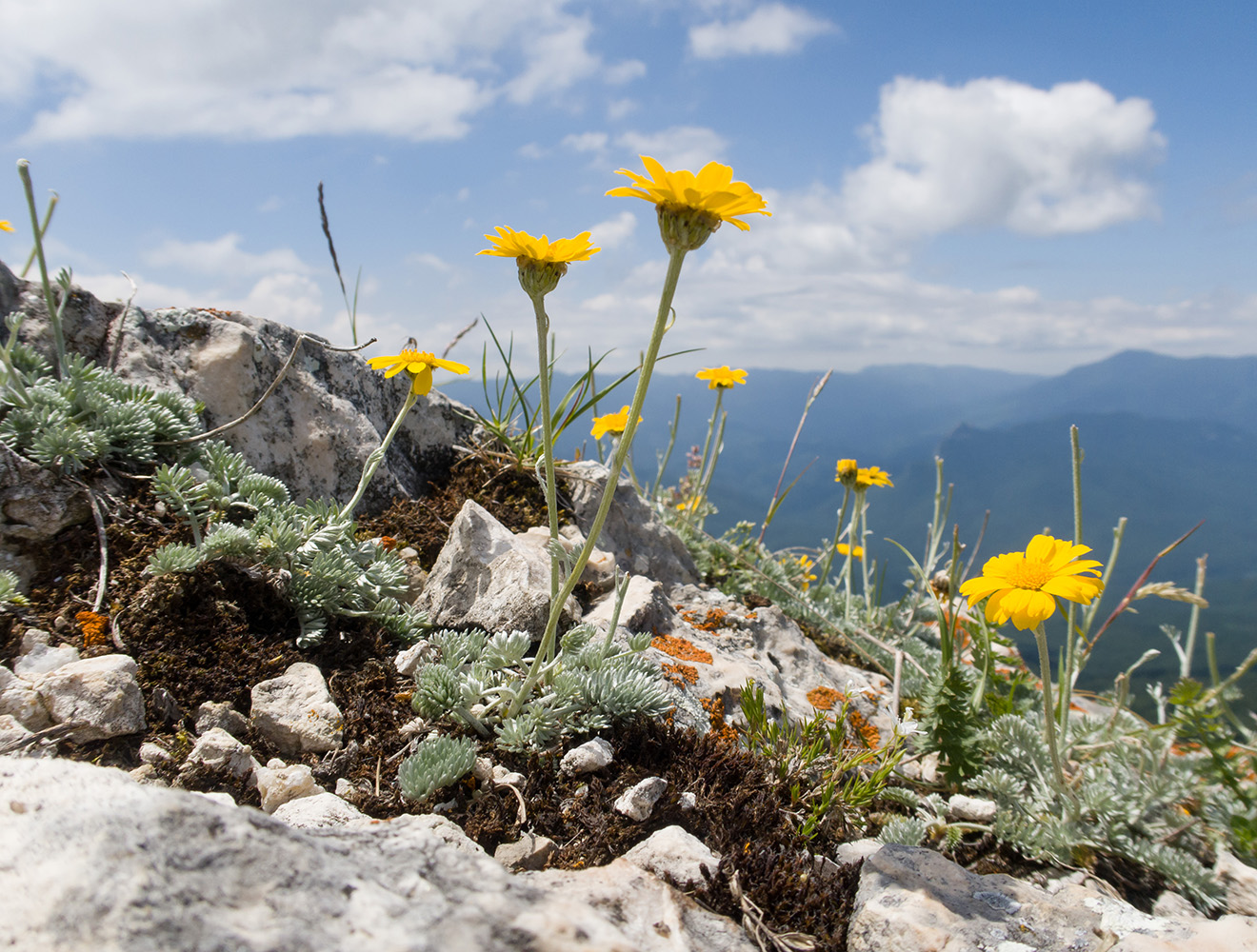 Image of Anthemis marschalliana ssp. pectinata specimen.