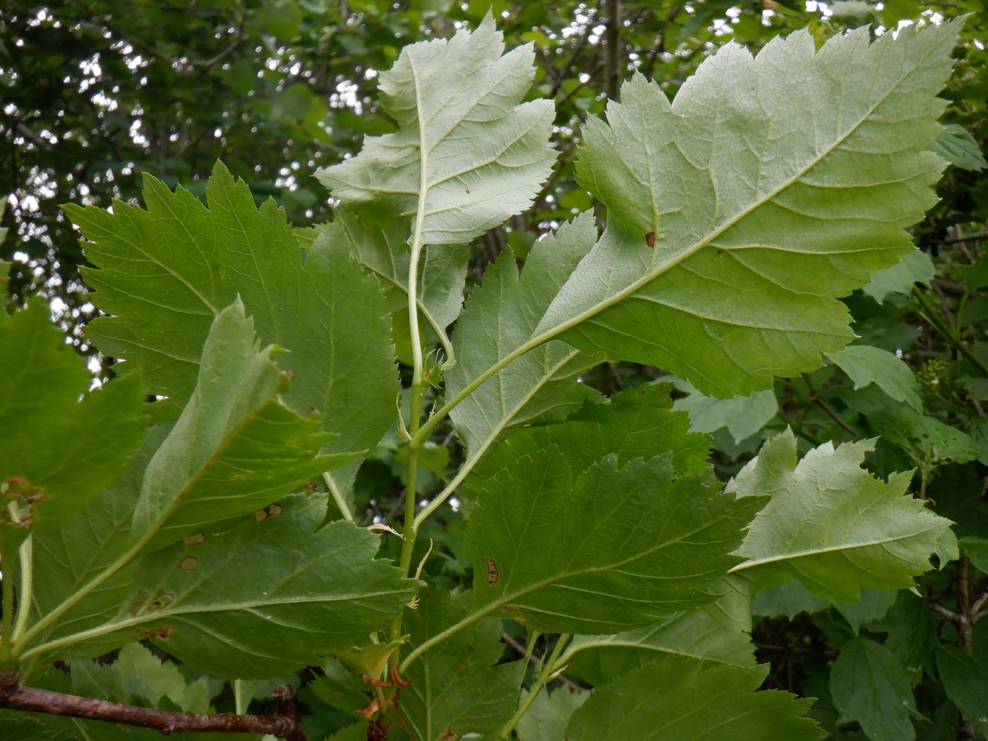 Изображение особи род Crataegus.