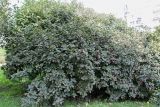 Viburnum lantana. Плодоносящее растение. Санкт-Петербург, Петроградский р-н, Троицкая площадь, озеленение. 09.09.2020.