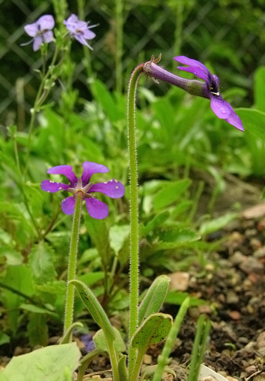 Image of Omphalogramma vinciflorum specimen.