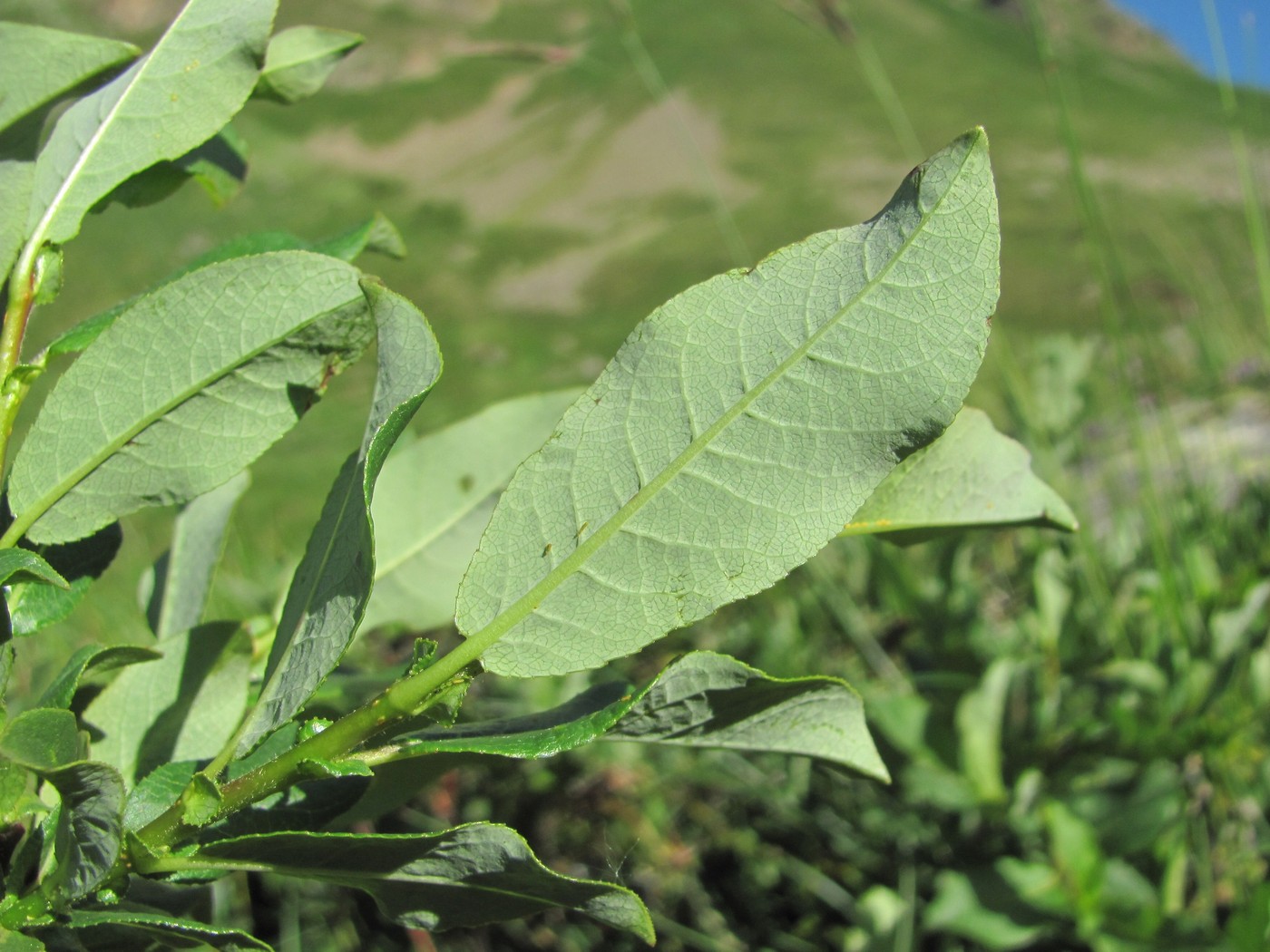 Image of Salix caucasica specimen.