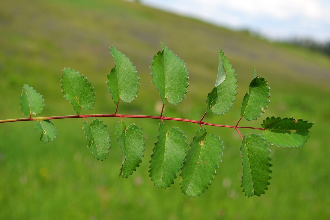 Изображение особи Sanguisorba officinalis.