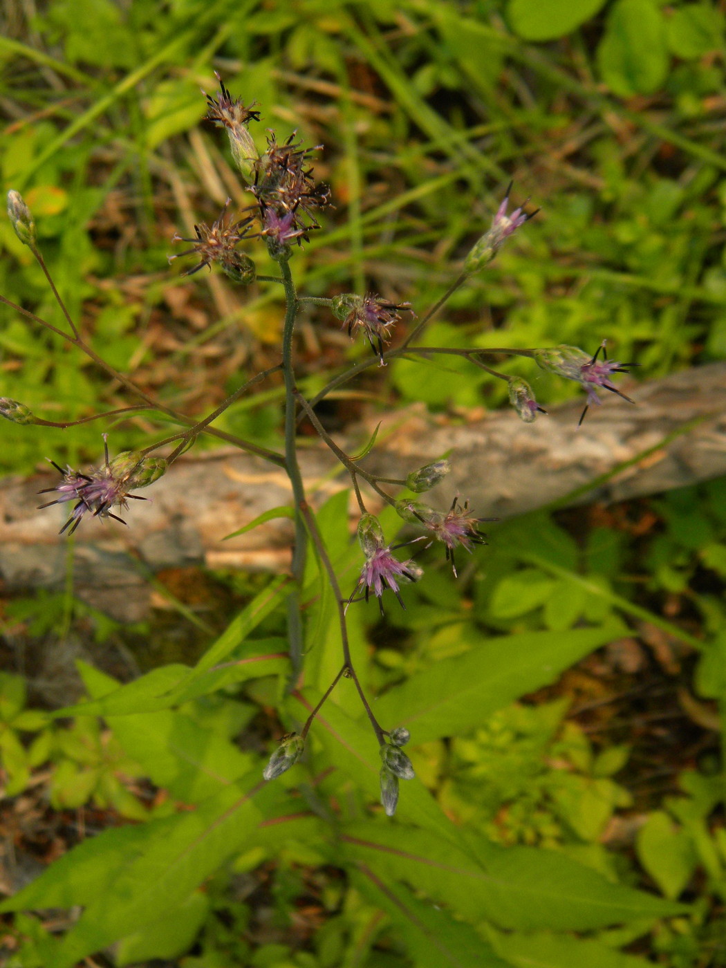 Image of Saussurea stubendorffii specimen.