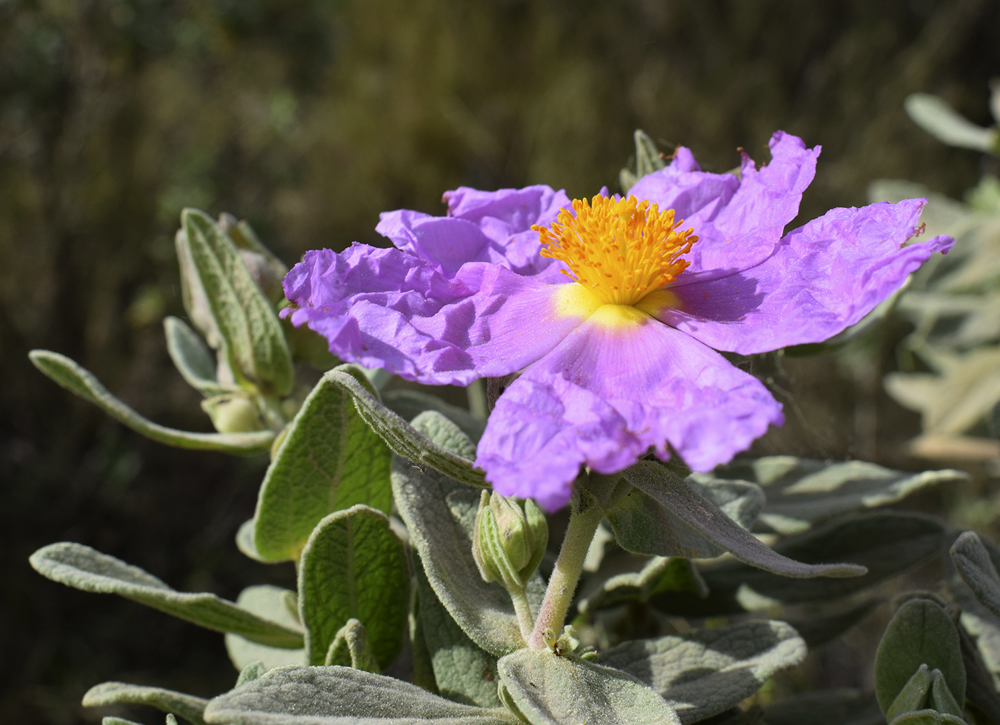 Изображение особи Cistus albidus.