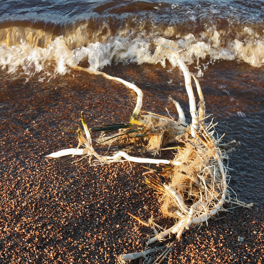 Image of Phragmites australis specimen.