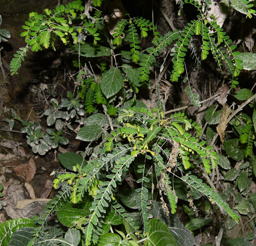 Image of Phyllanthus niruri specimen.