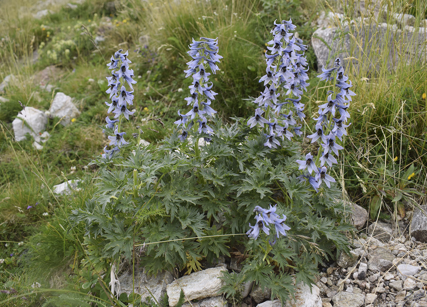 Image of Delphinium montanum specimen.