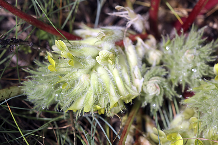 Image of Astragalus subbarbellatus specimen.