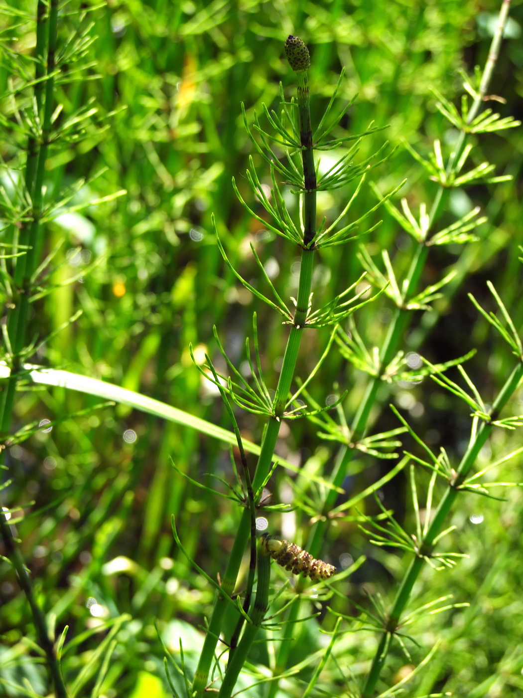 Image of Equisetum fluviatile specimen.