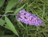 Buddleja davidii. Верхушка веточки с соцветием. Москва, ботанический сад МГУ \"Аптекарский огород\", в культуре. 02.09.2021.