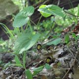Aristolochia steupii. Цветущее растение. Краснодарский край, Туапсинский р-н, южный макросклон ГКХ, р-н горы Семашхо, дубовый лес. 07.05.2021.