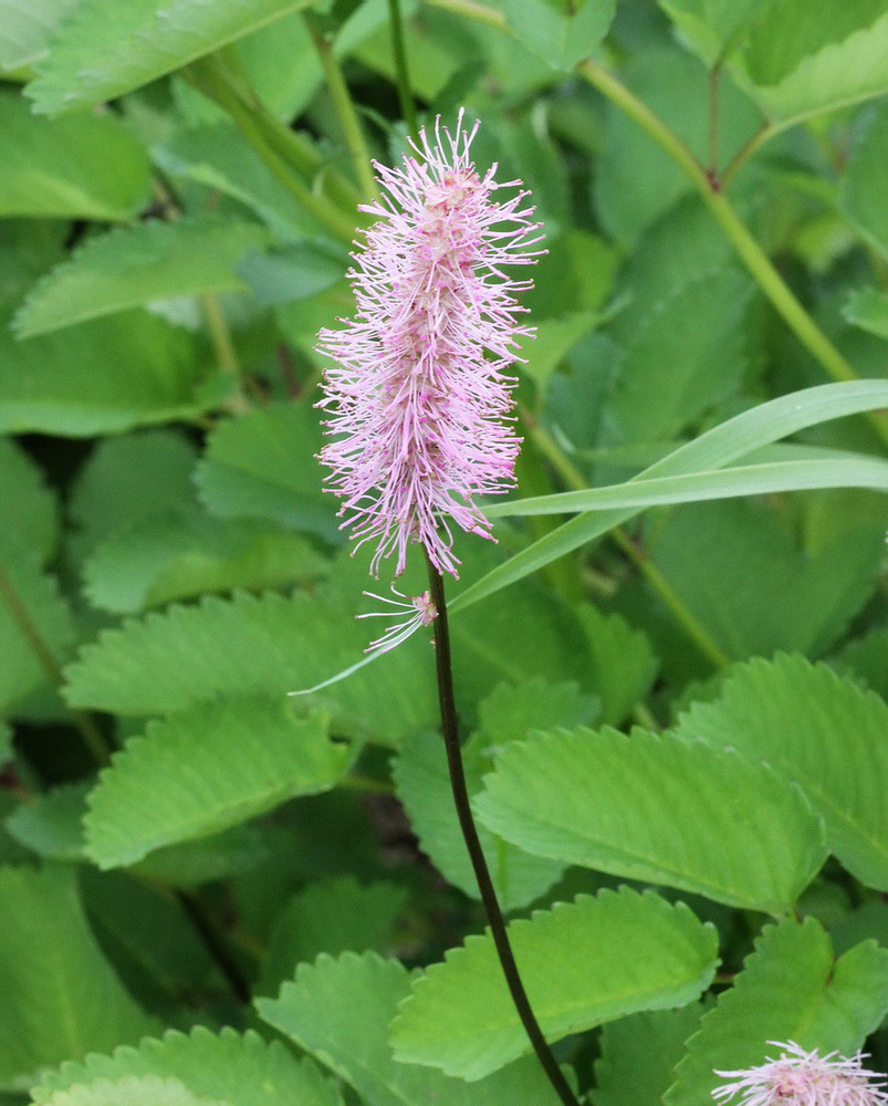 Изображение особи Sanguisorba obtusa.