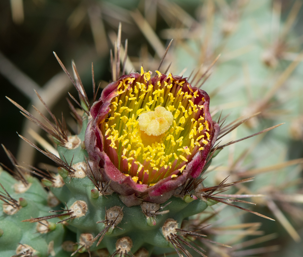 Image of Cylindropuntia cholla specimen.