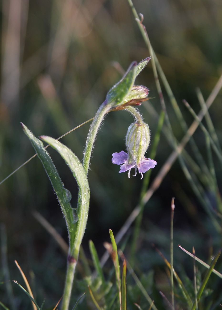 Image of Gastrolychnis brachypetala specimen.