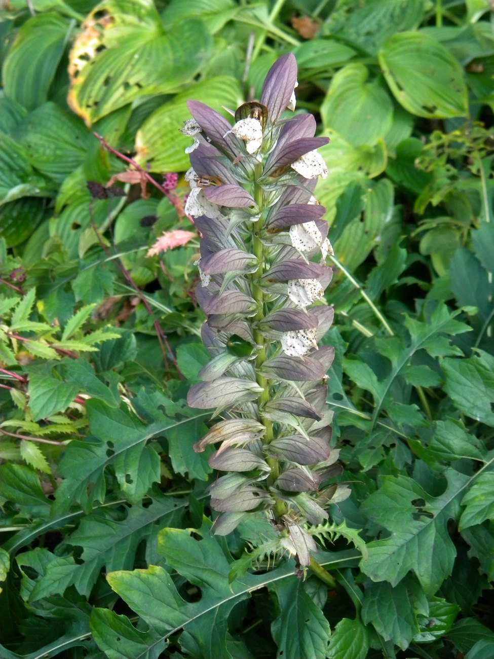 Image of Acanthus mollis specimen.