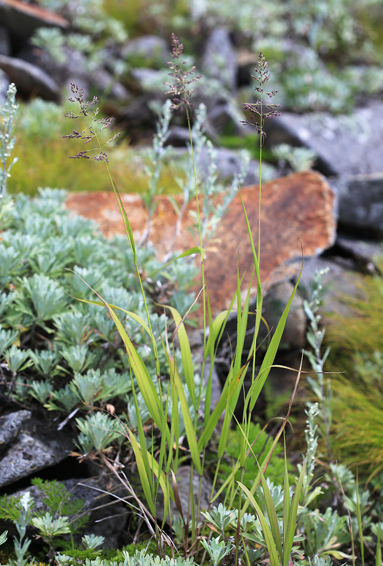 Изображение особи Calamagrostis monticola.